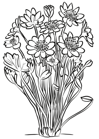 Anemone Transsilvanica Coloring Page